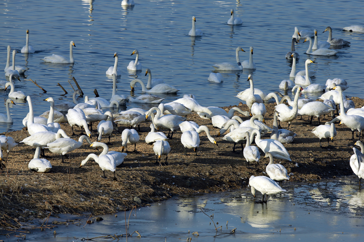 ���������