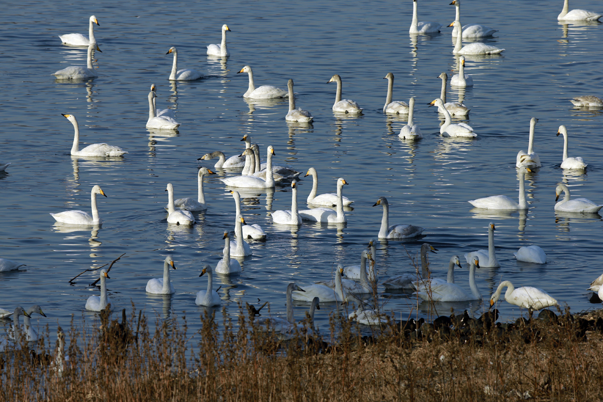 ���������