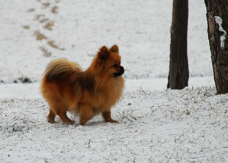 ����ɢ����СȮ