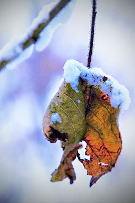 ��Ҷ�ϵ�ѩ˪