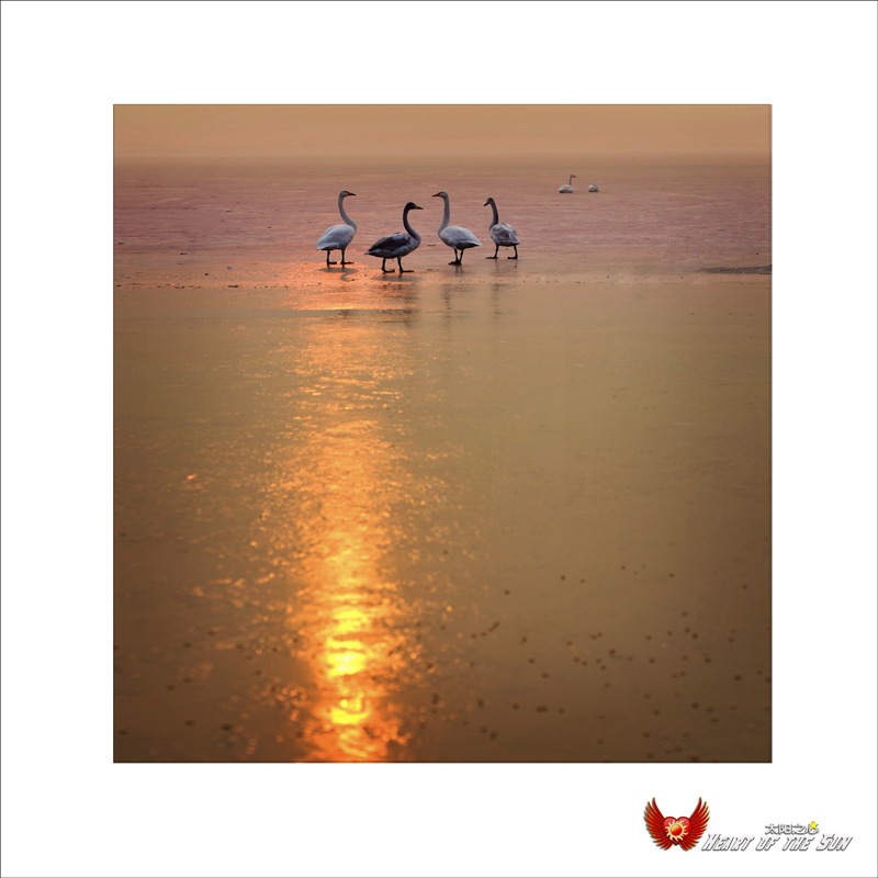 ������ʹ