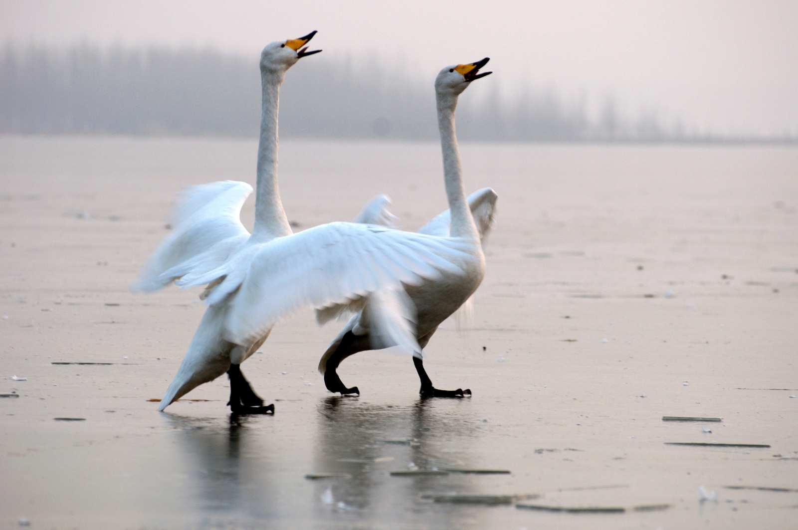 ��������