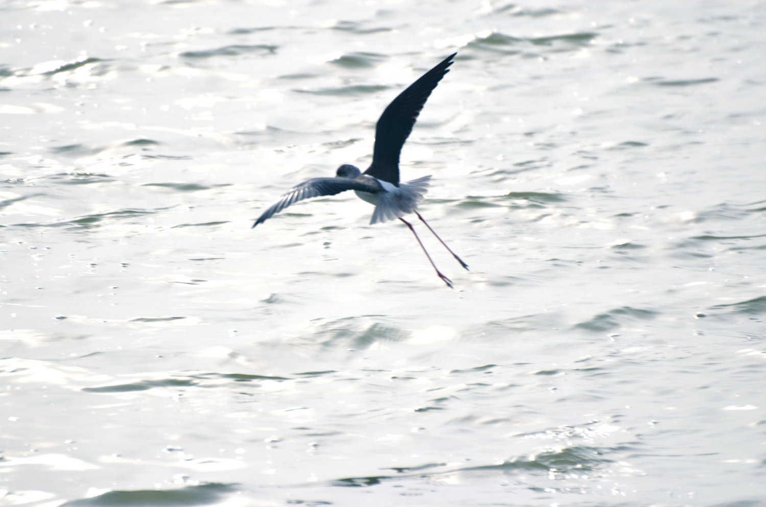 DSC_5477_.JPG