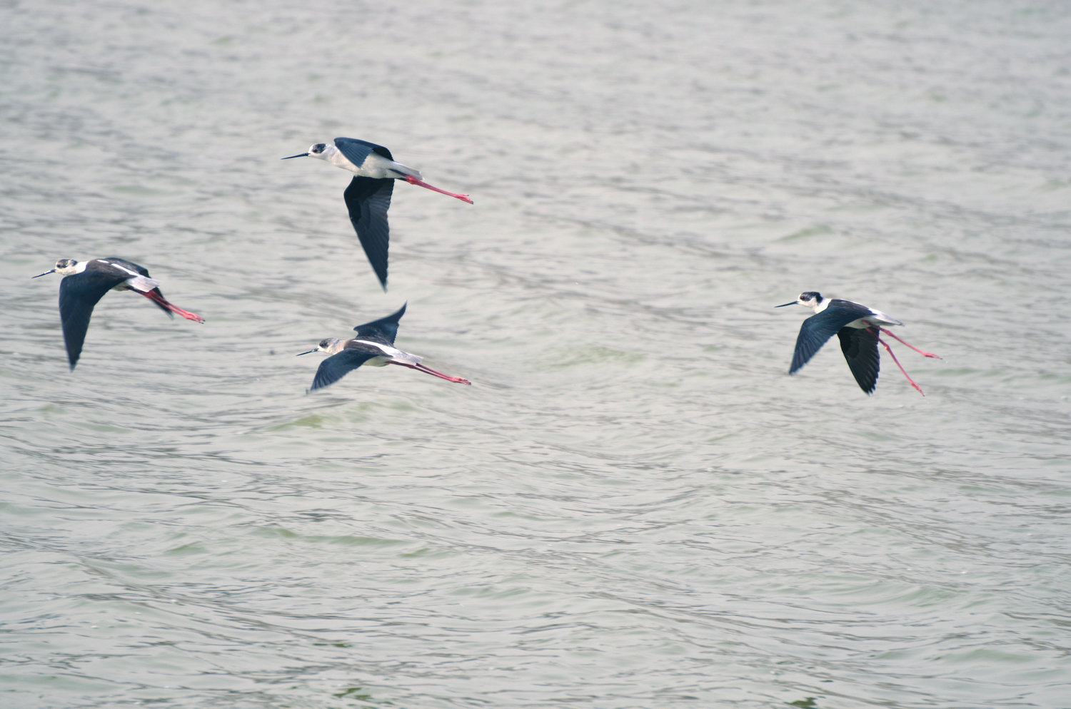 DSC_5519_.JPG