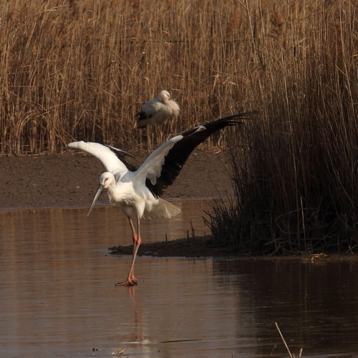 _MG_6209AB.jpg