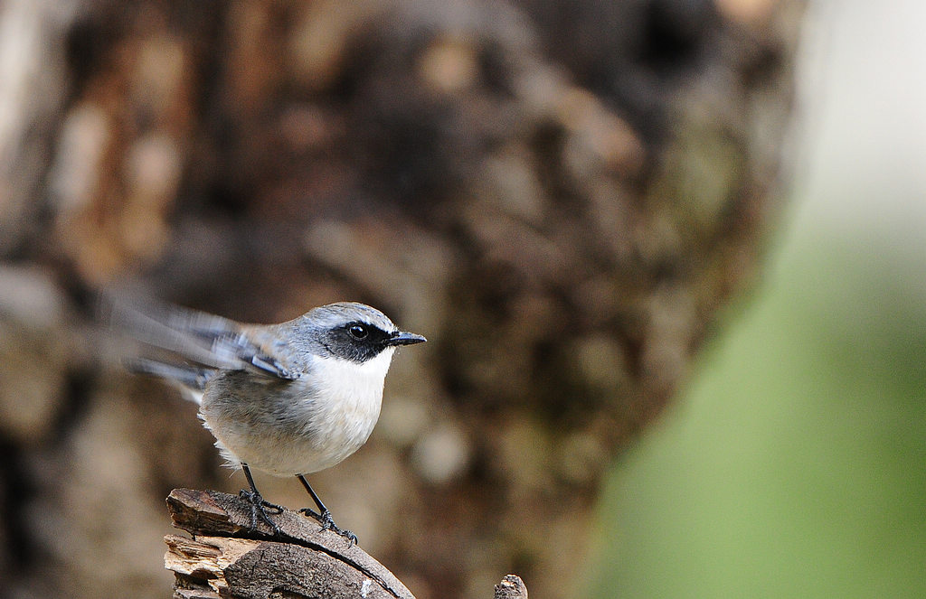 DSC_0517   2.jpg