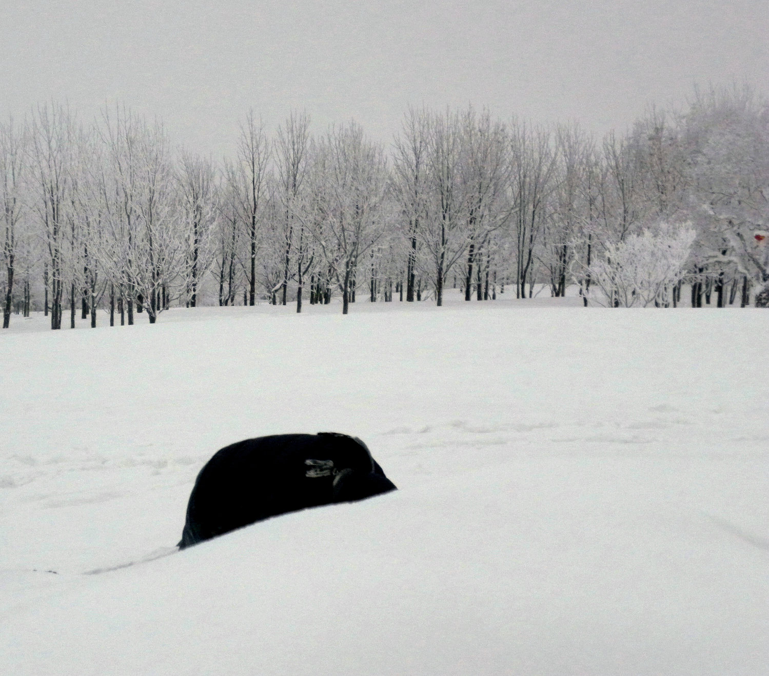 ����ѩ����