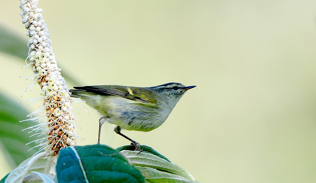 DSC_0257  2.jpg