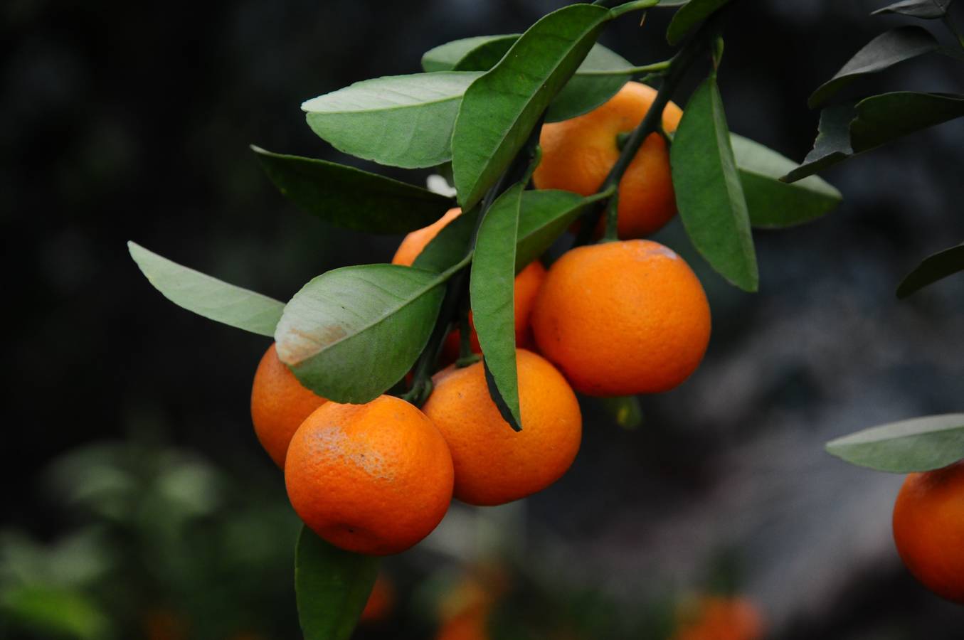 ˶������