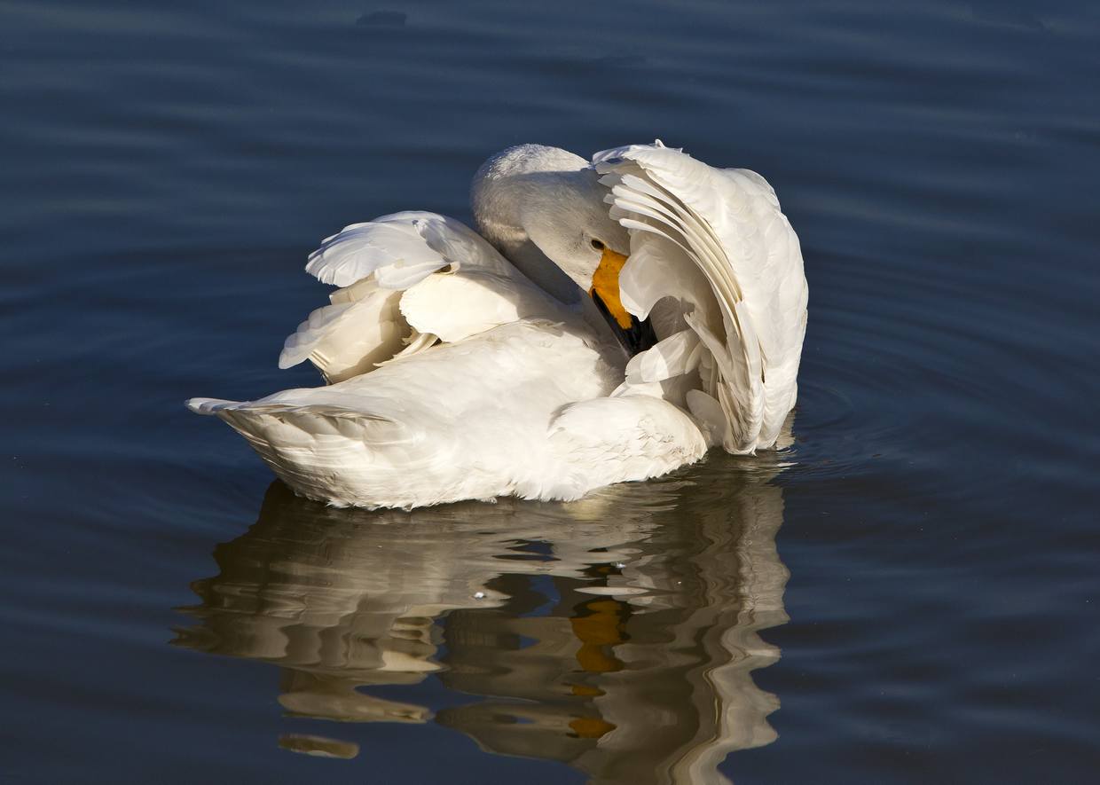 һ�������Ĺ��������ߵİ�ͷ����Ĳ��ڽ�׵Ļ�ɴ�