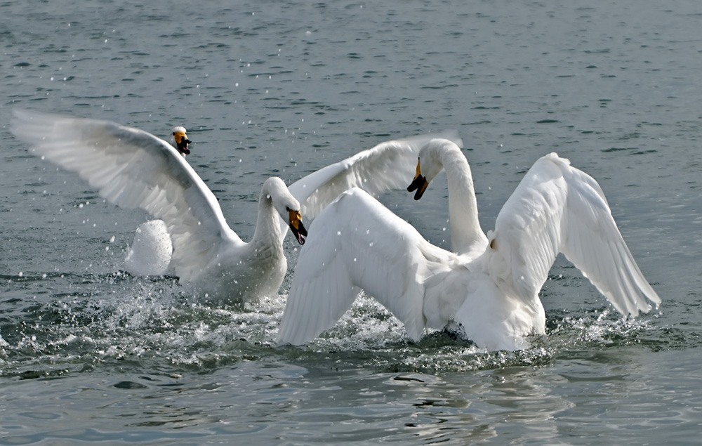 DSC_2649.jpg