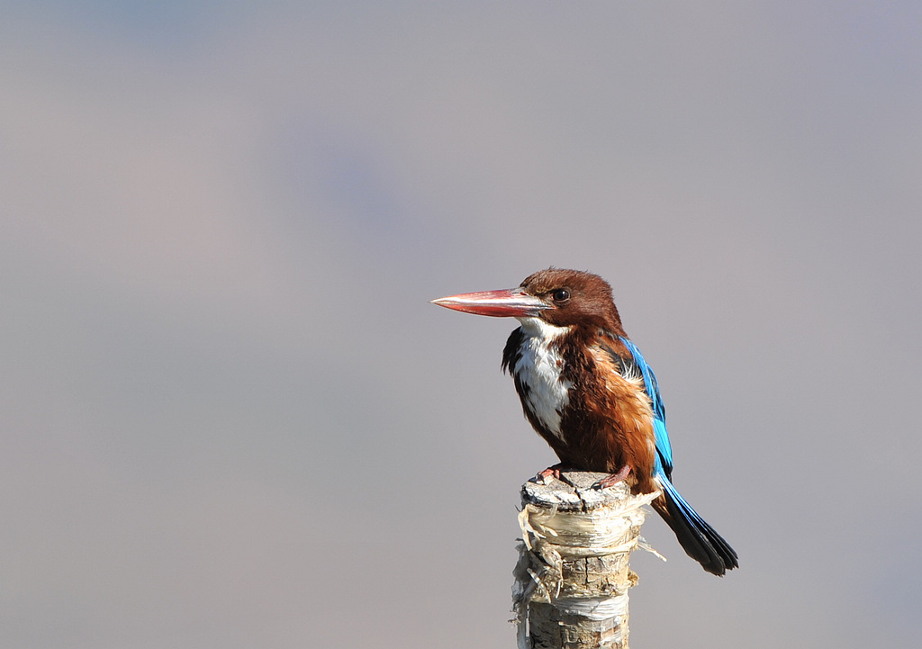 DSC_9913  2.jpg