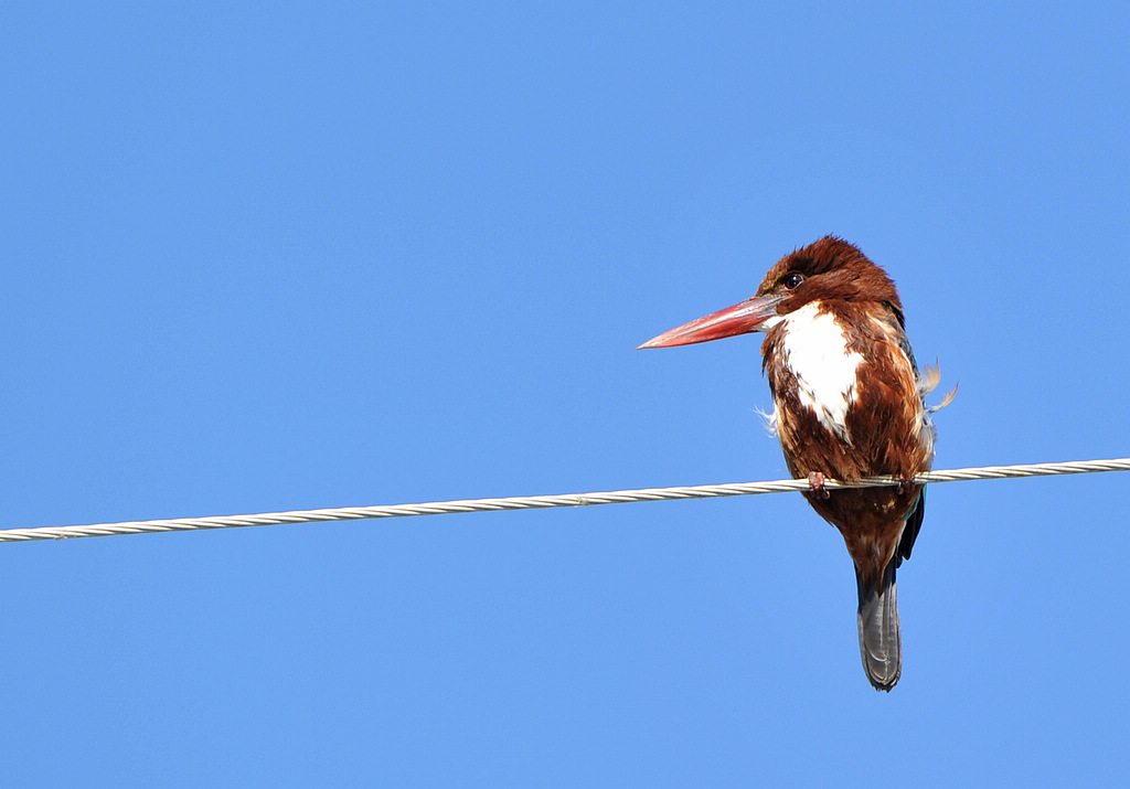 DSC_9968  1.jpg