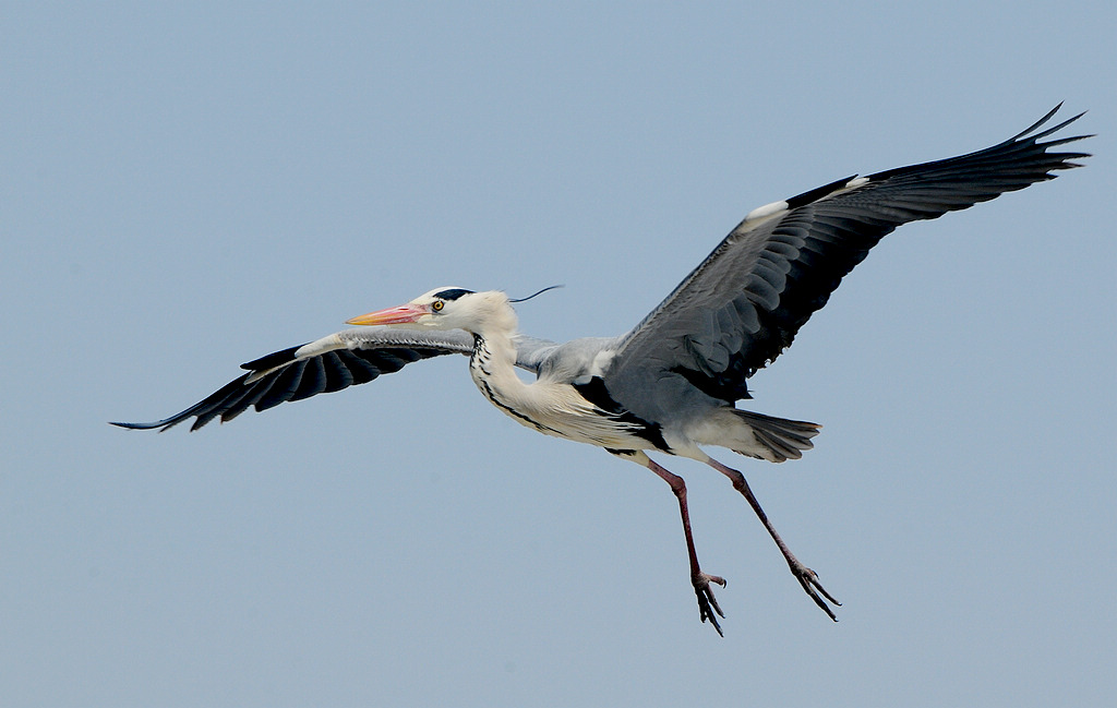DSC_0085  1.jpg