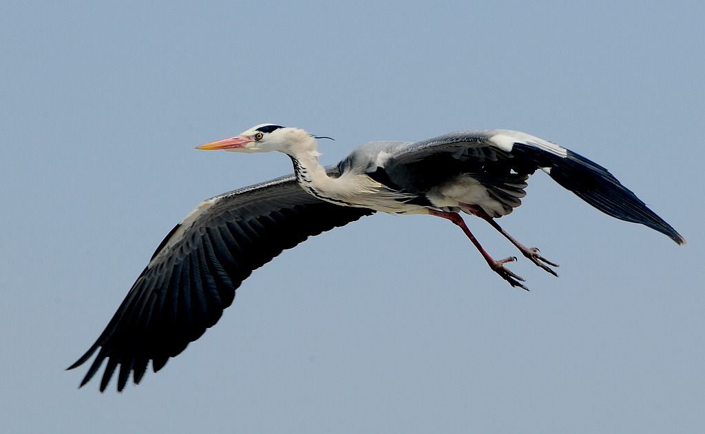 DSC_0087  2.jpg