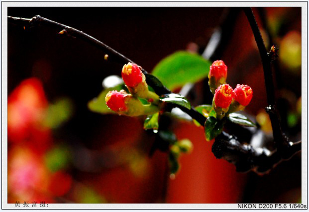 �����ô���