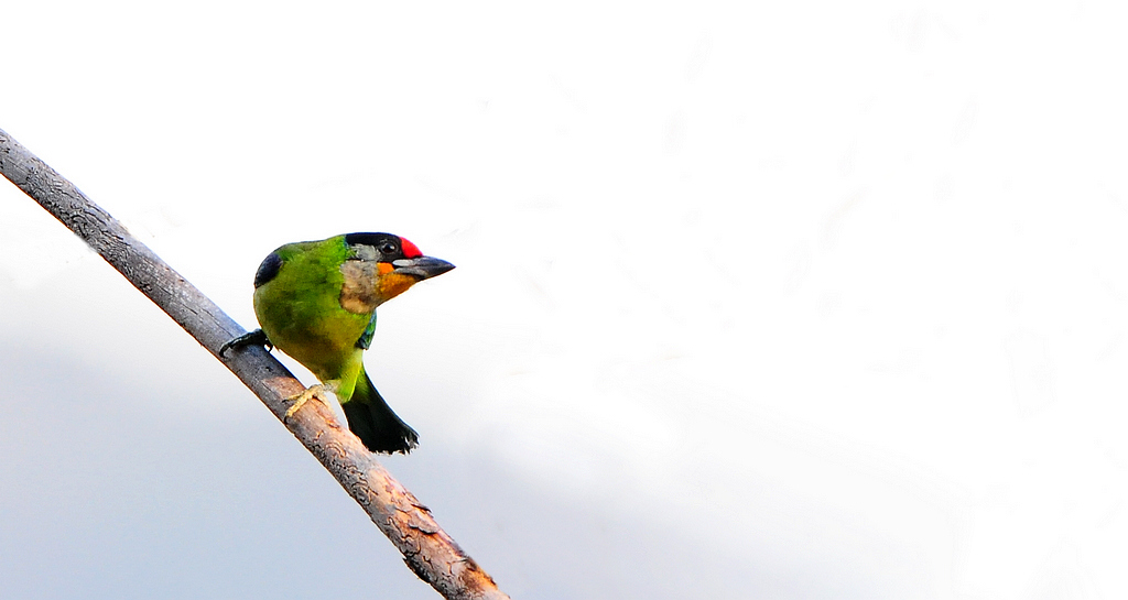 DSC_0119   5.jpg