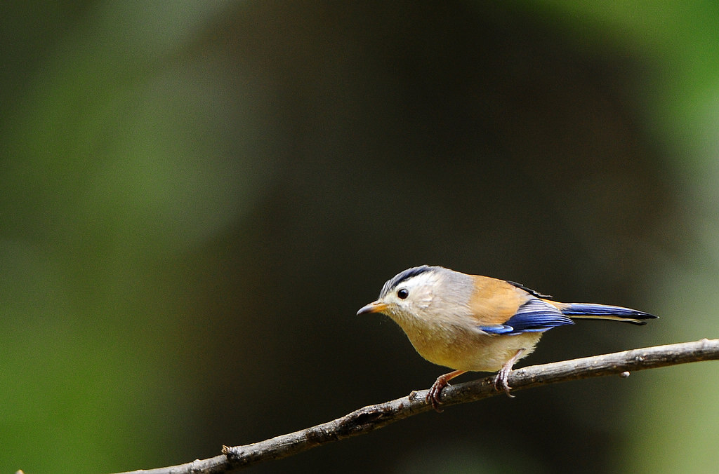 DSC_0852  2.jpg