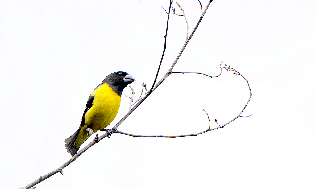 DSC_0941  2.jpg