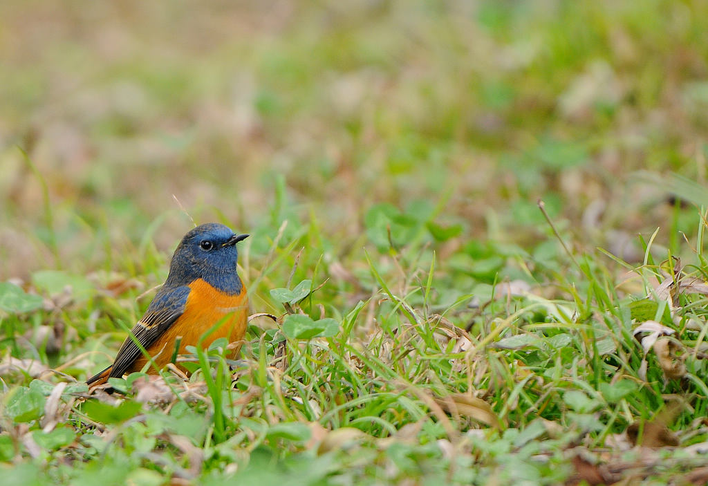 DSC_0661   2.jpg