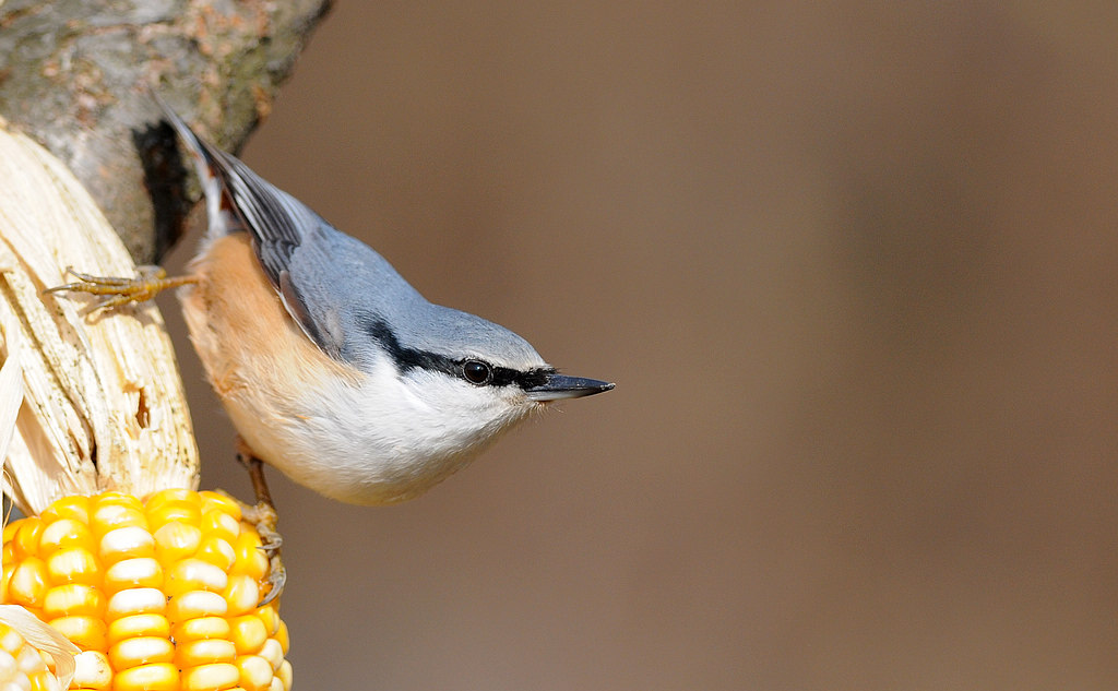 DSC_0673  1.jpg