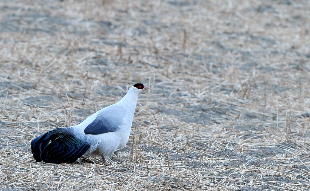 DSC_6878    1.jpg