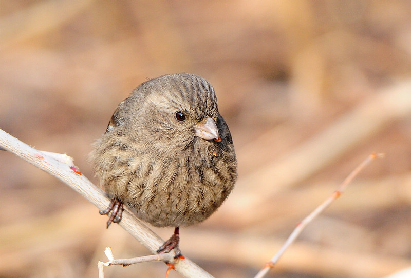 DSC_0067  2.jpg