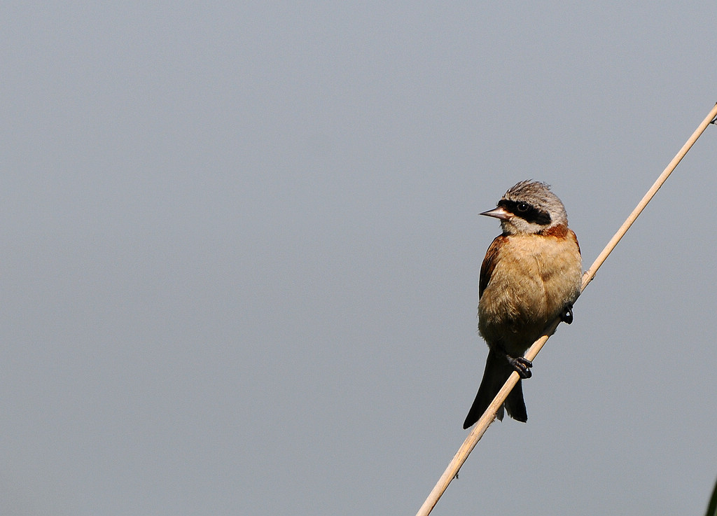DSC_0506  3.jpg