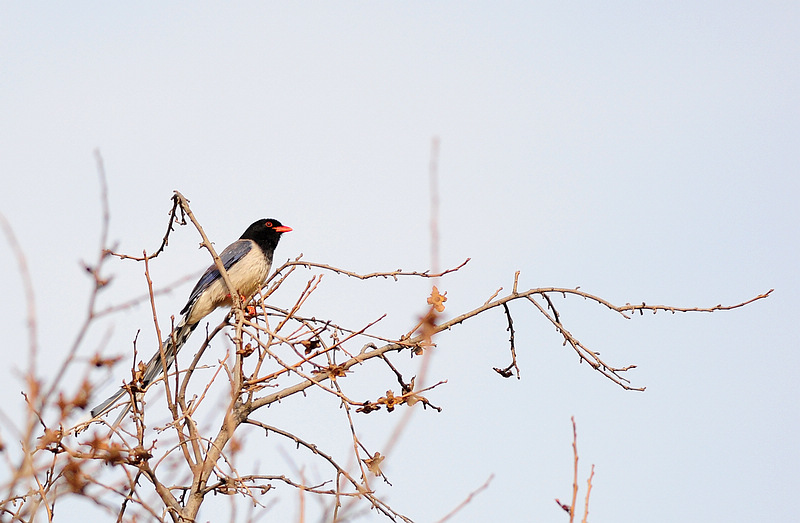 DSC_0001  1.jpg