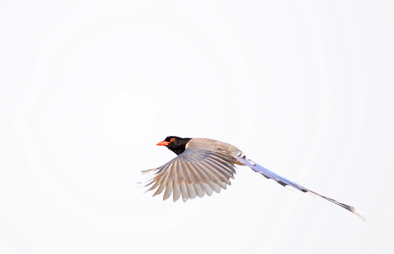 DSC_0061  4.jpg
