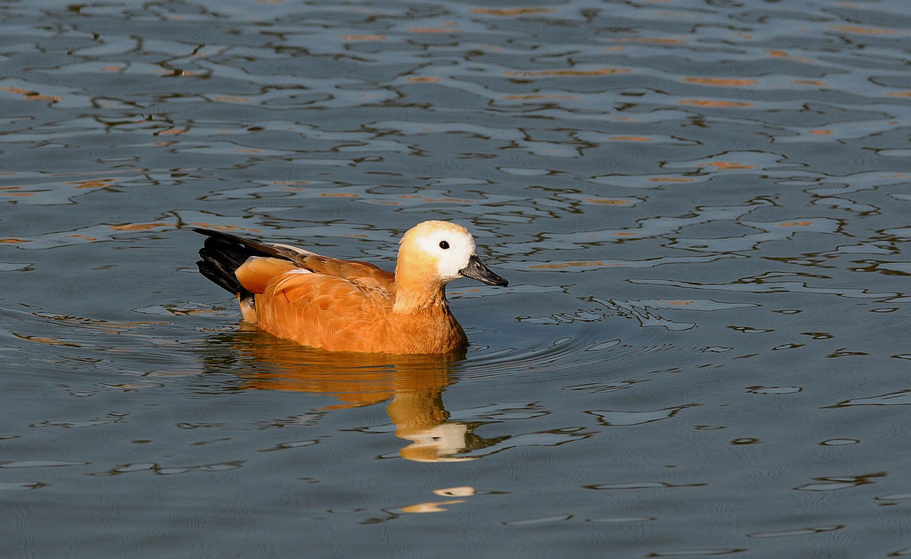 DSC_0106   4.jpg