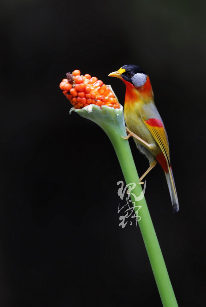 A54V1580-1.jpg