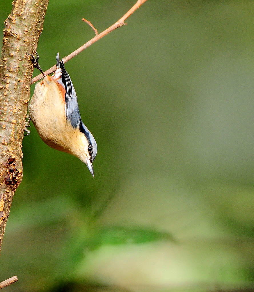 DSC_1162   3.jpg