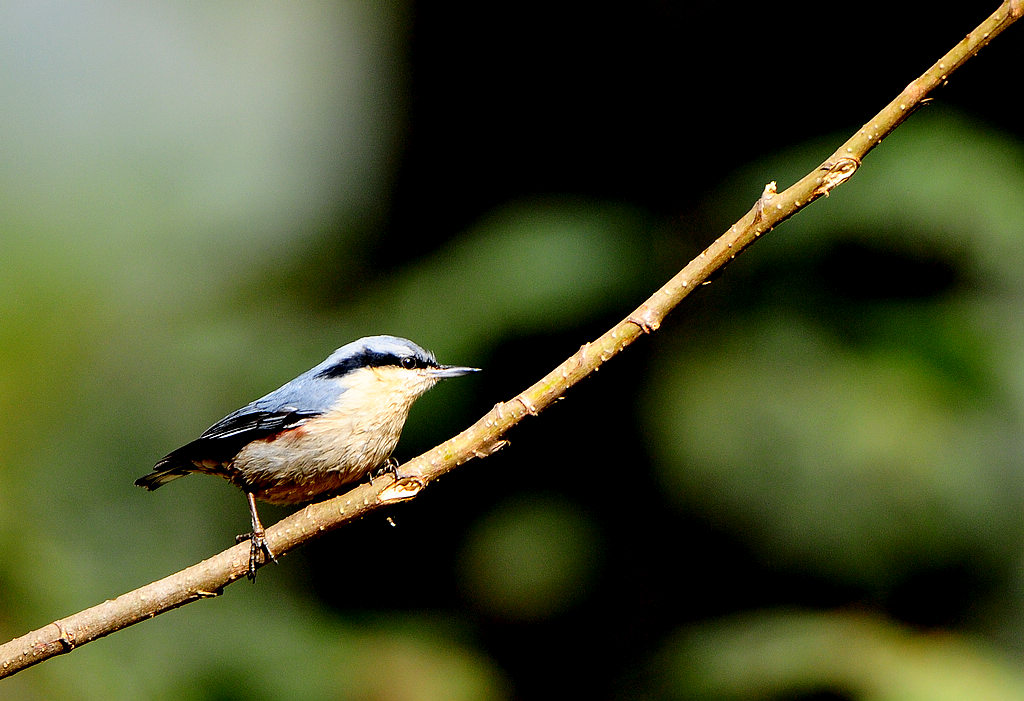 DSC_1246  4.jpg