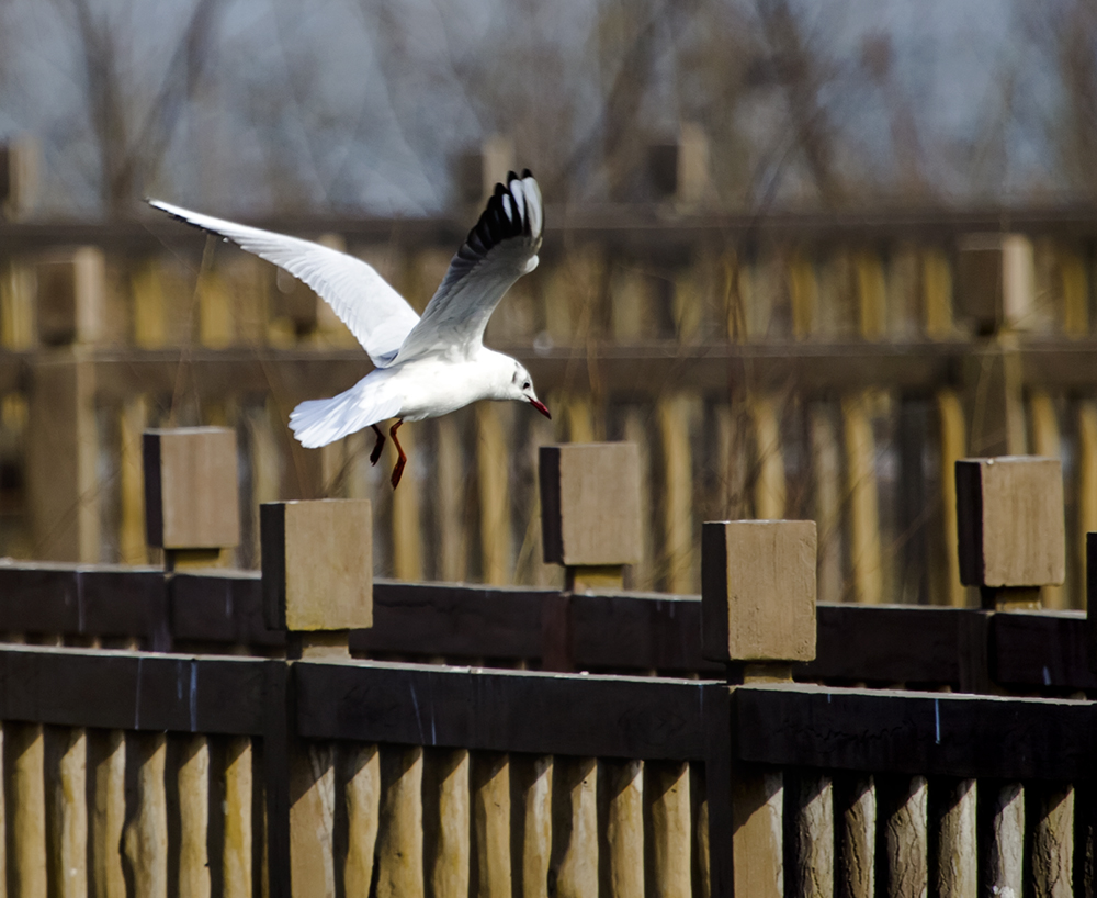 ̫ԭ�ں�ʪ�ع�԰