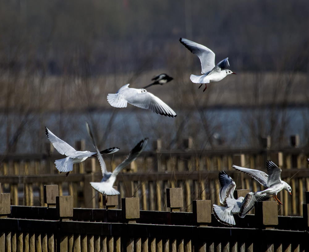 ̫ԭ�ں�ʪ�ع�԰