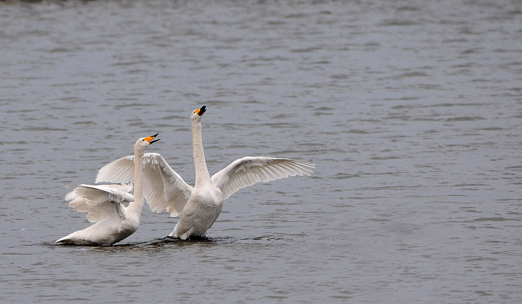 DSC_0077   1.jpg