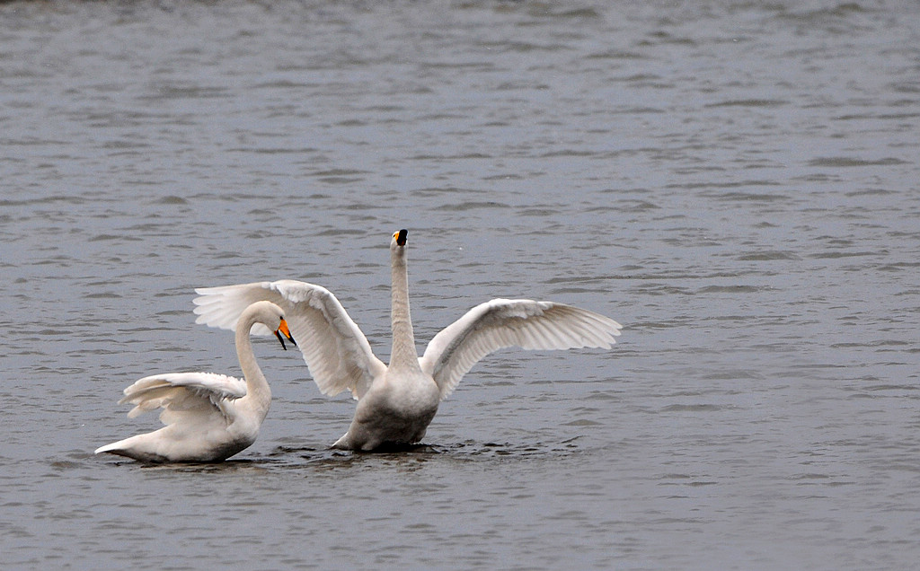 DSC_0082   2.jpg
