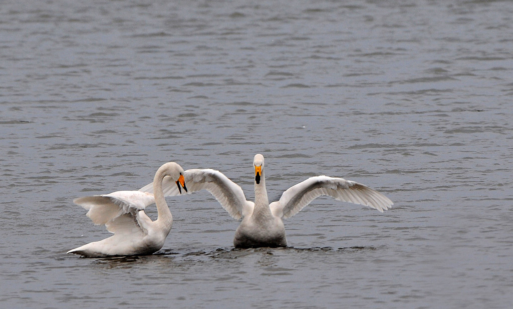 DSC_0085  3.jpg