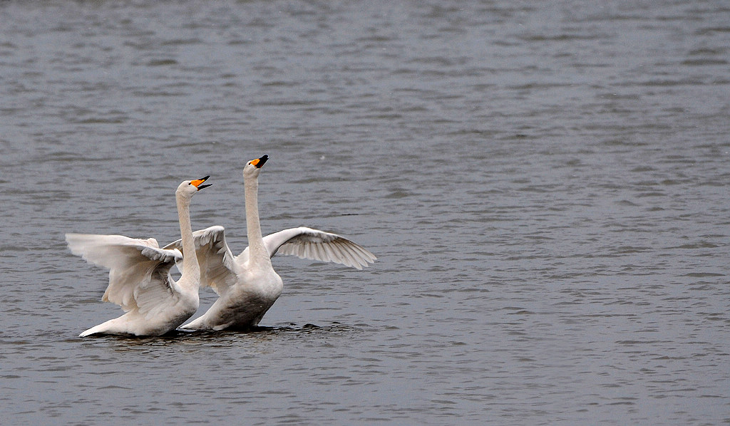 DSC_0103  4.jpg