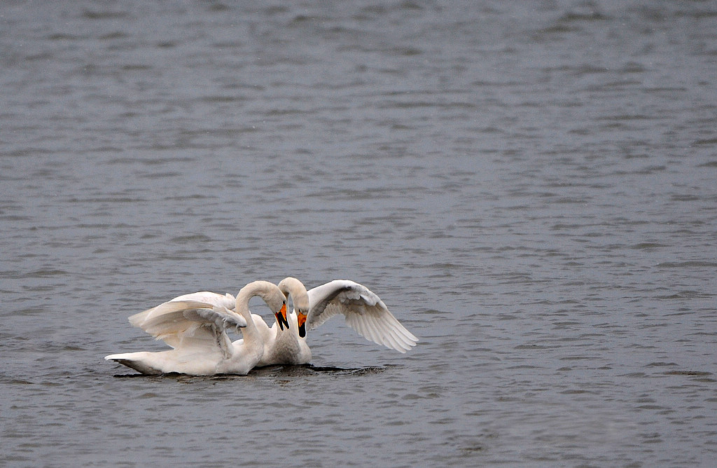 DSC_0131  5.jpg