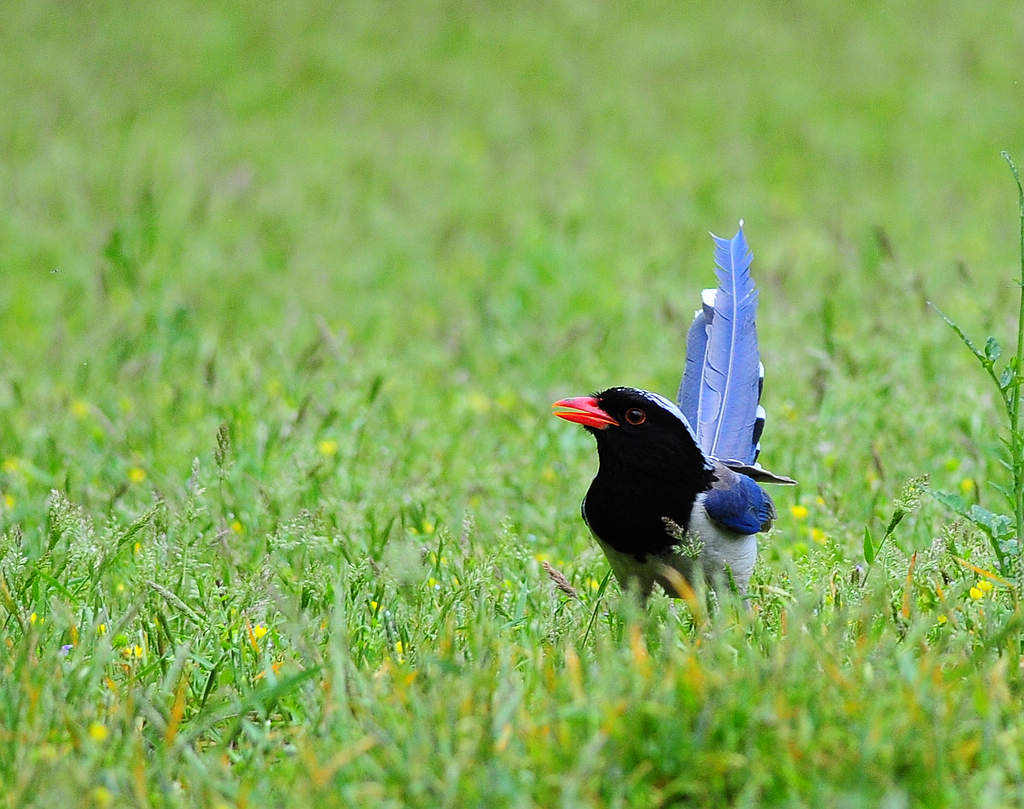 2DSC_0036.jpg