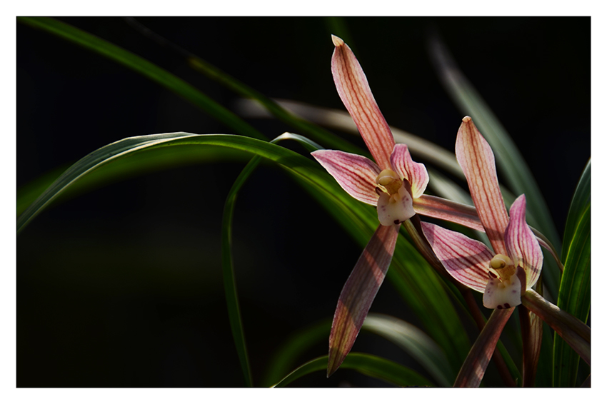 SZJ_2374 ����.jpg