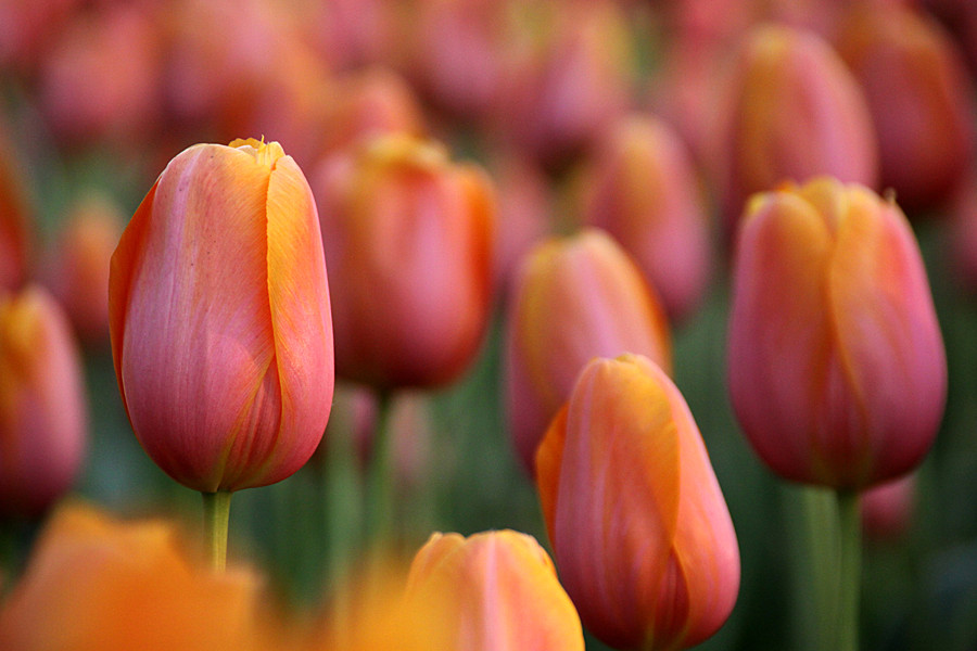 ƽ��ɽĵ�� 496_����.jpg