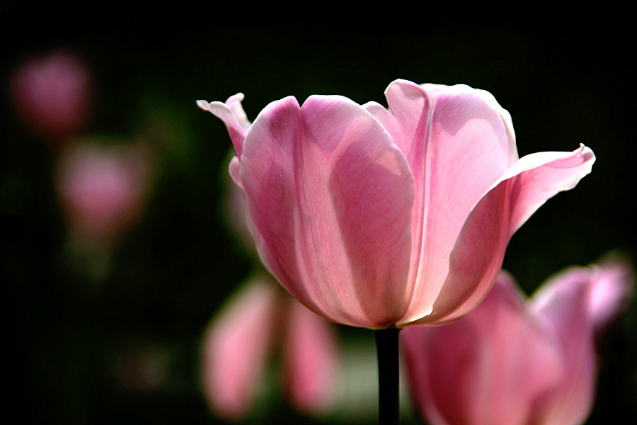 ƽ��ɽĵ�� 494_����.jpg