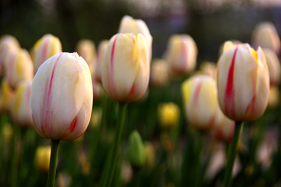 ƽ��ɽĵ�� 354_����.jpg