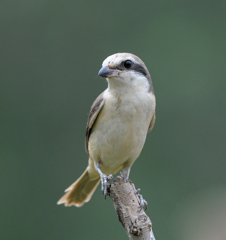 DSC_0539  3.jpg