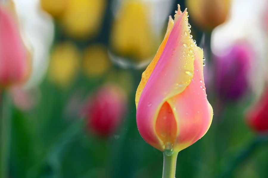 ������ (1).jpg