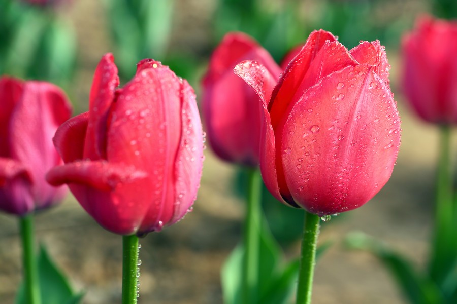 ������ (3).jpg