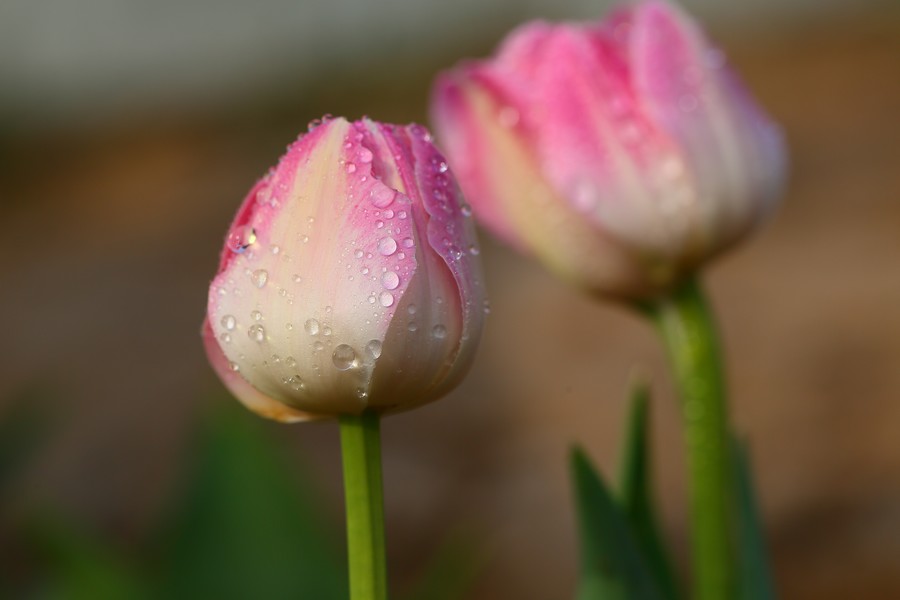 ������ (10).jpg